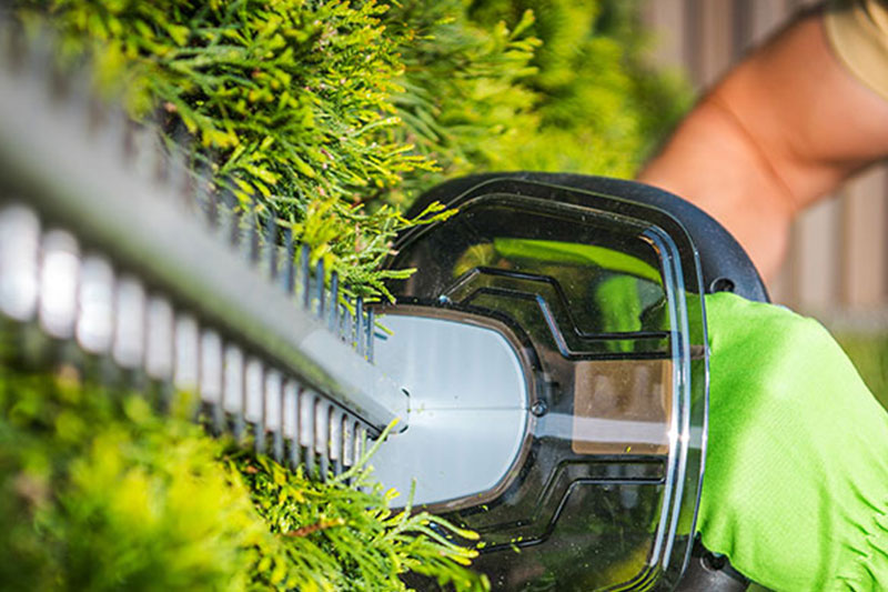 Professional-hedge-cutting-with-power-tools-portal.jpg