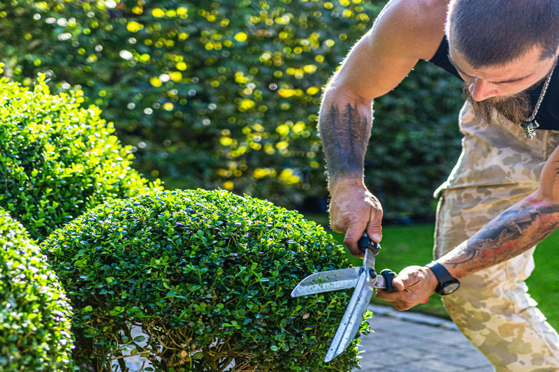 Topiary-perfectly-cut.jpg
