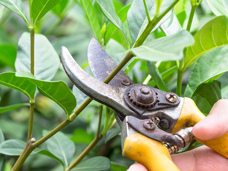 Pruning bushes with secateurs in Cobham Garden