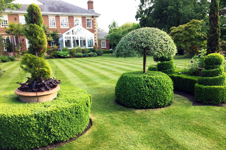 CS Gardens keep hedges maintained in Surrey