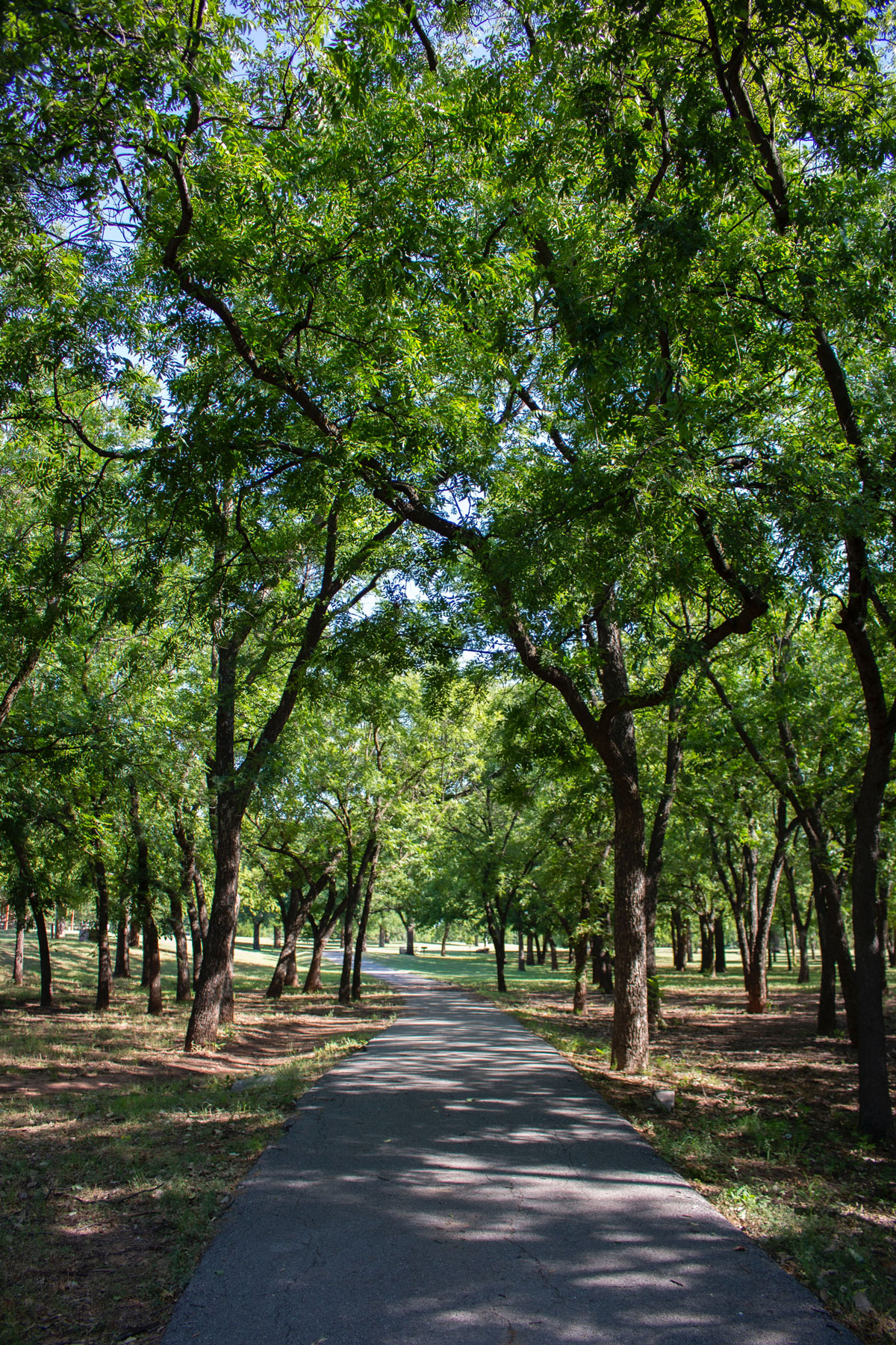 Tree Maintenance at Public Park