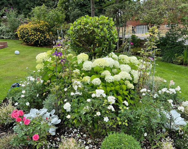 A meticulously tended garden border in Surbiton, surrounded by diverse foliage. Lush green plants complement the stunning blooms of white hydrangeas, enhancing the garden's natural beauty and charm