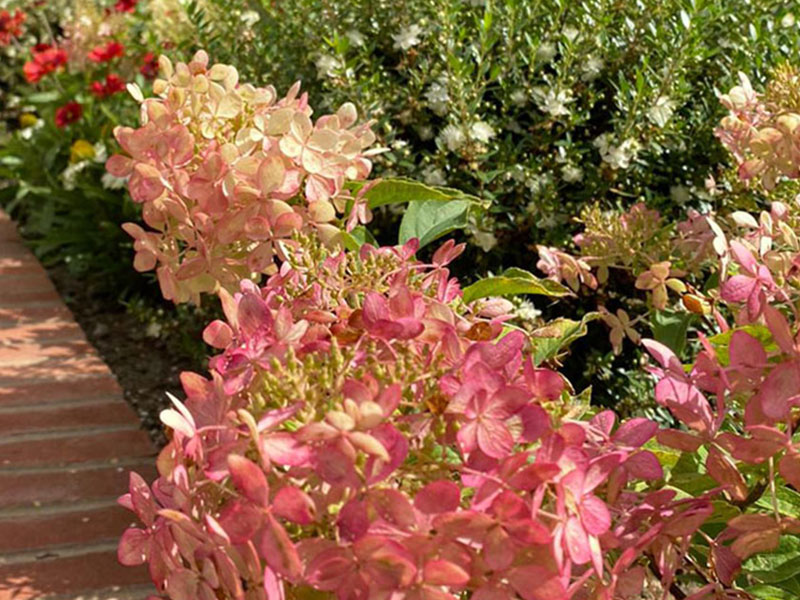 Flowers and plants in Surrey Border