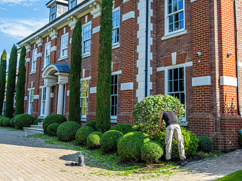 Pruned box hedge and privet bush