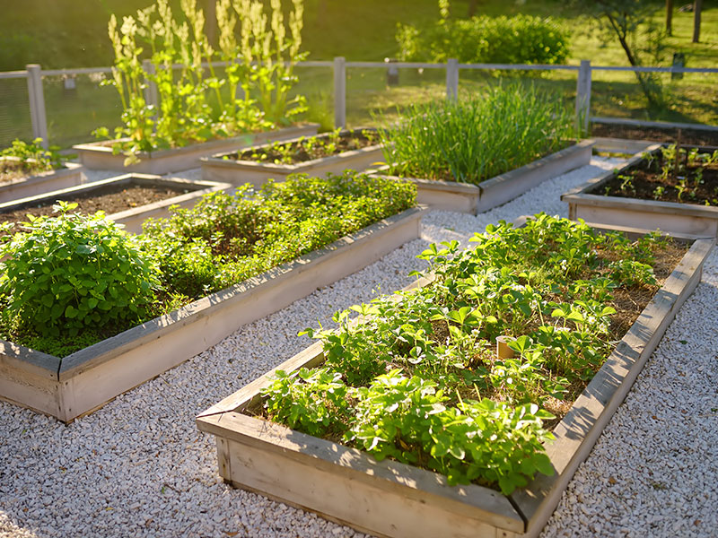 Raised timber flower bed with herbs